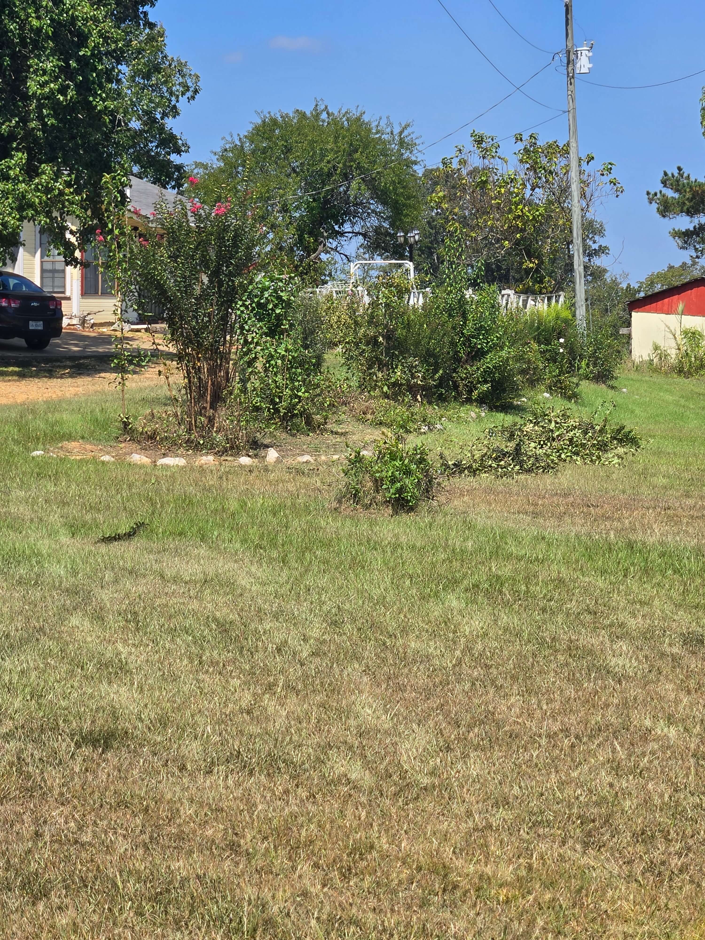 Bush Trimming — Before