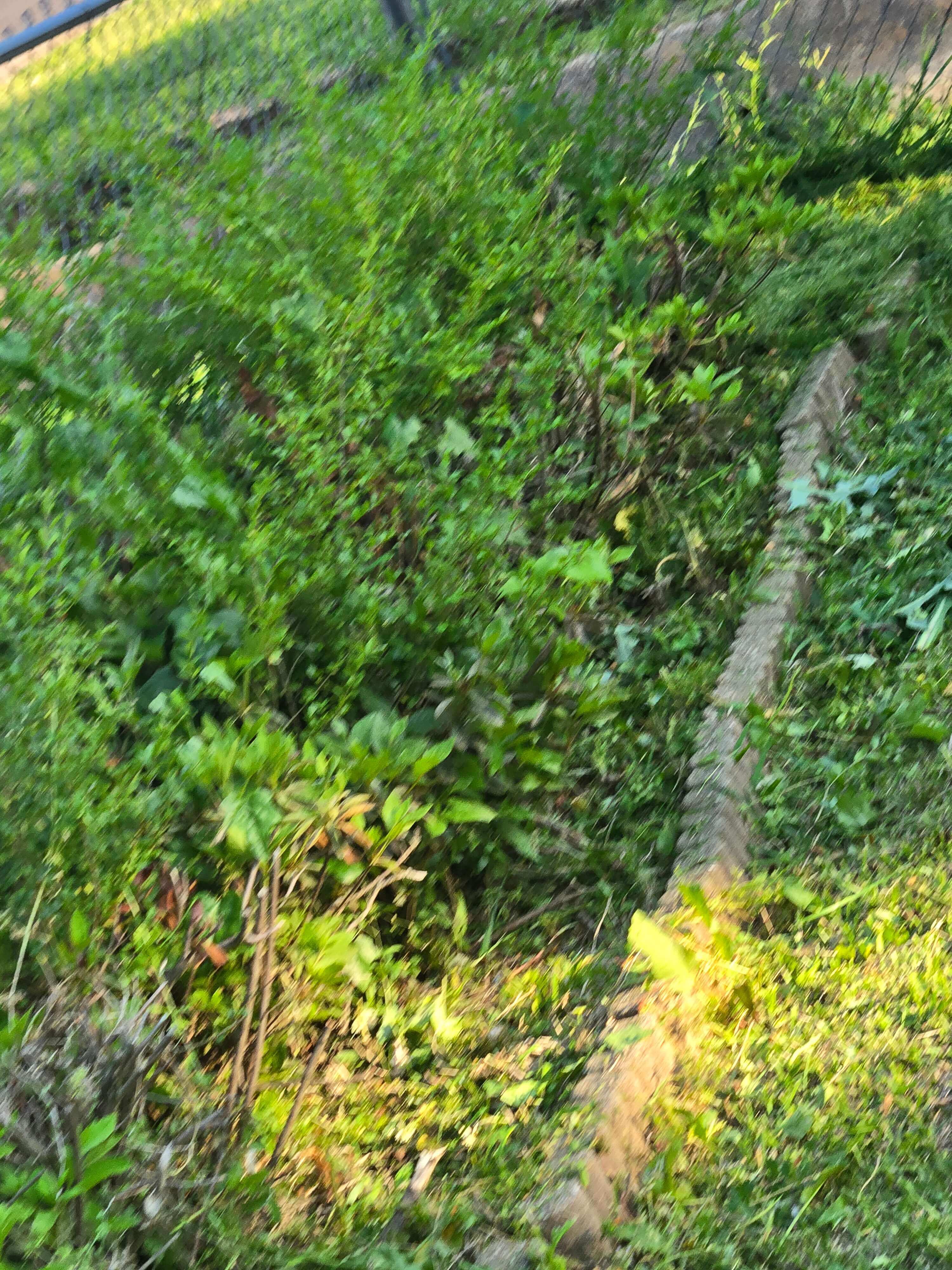 Trimming & Mulching — Before