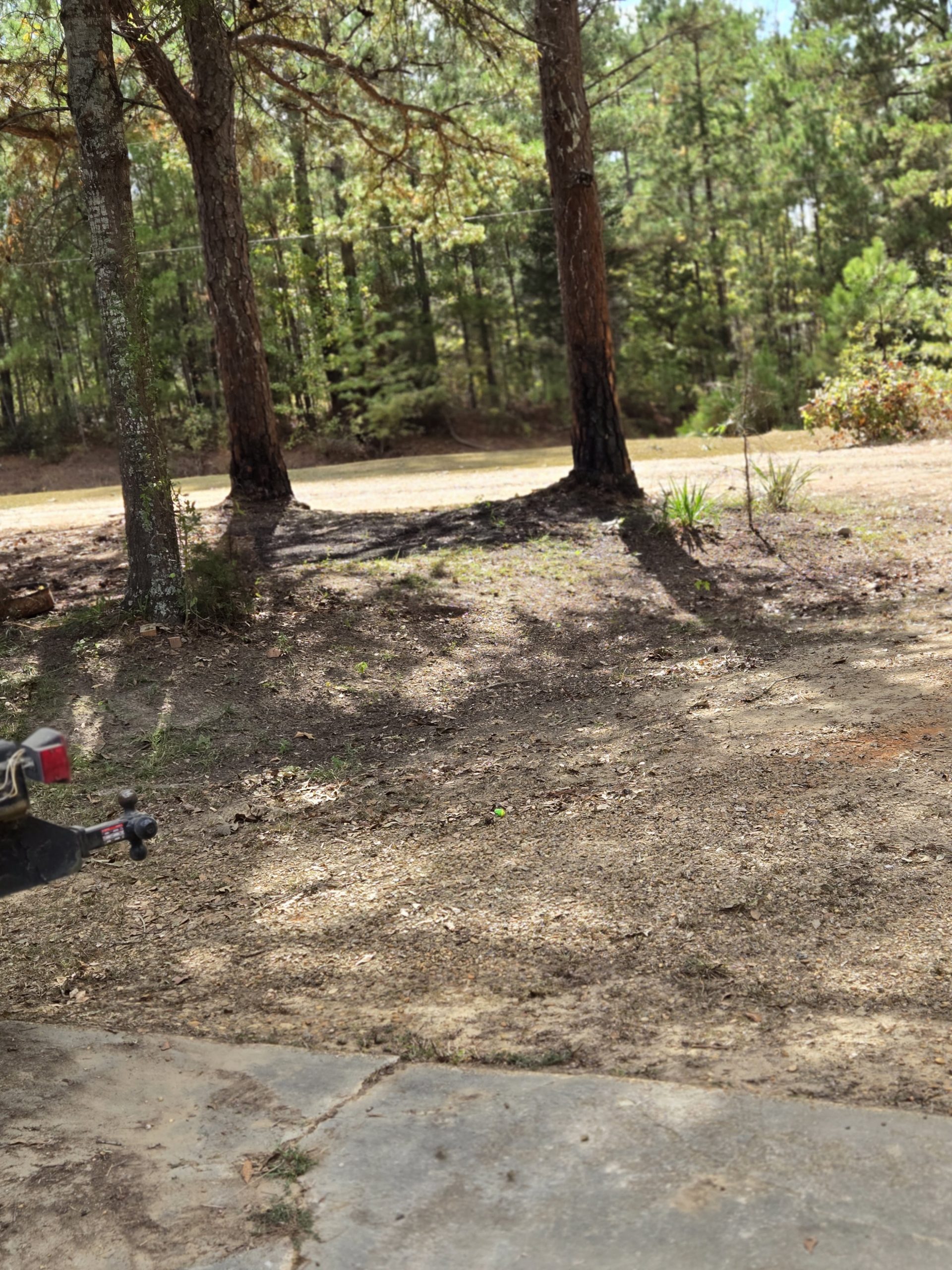 Yard Cleanup — Before